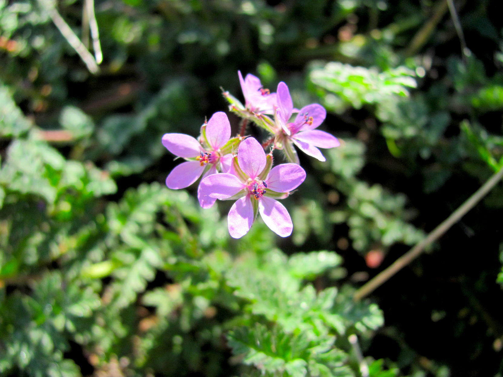 Blooming verbena
